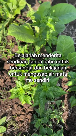 💪#astetic #petanimuda #petaniindonesia🇮🇩🇮🇩🇮🇩🌿🌿 #petanisukses 