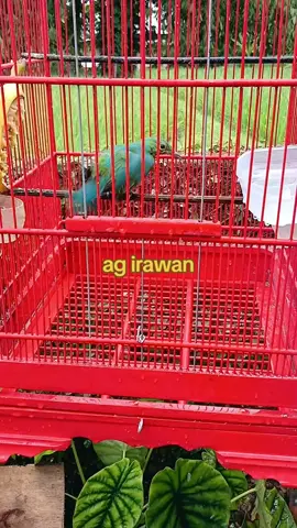 #kicaumaniaindonesia🇮🇩 #orialaspurwo #jamterokmania #fypシ゚viral #fyp 