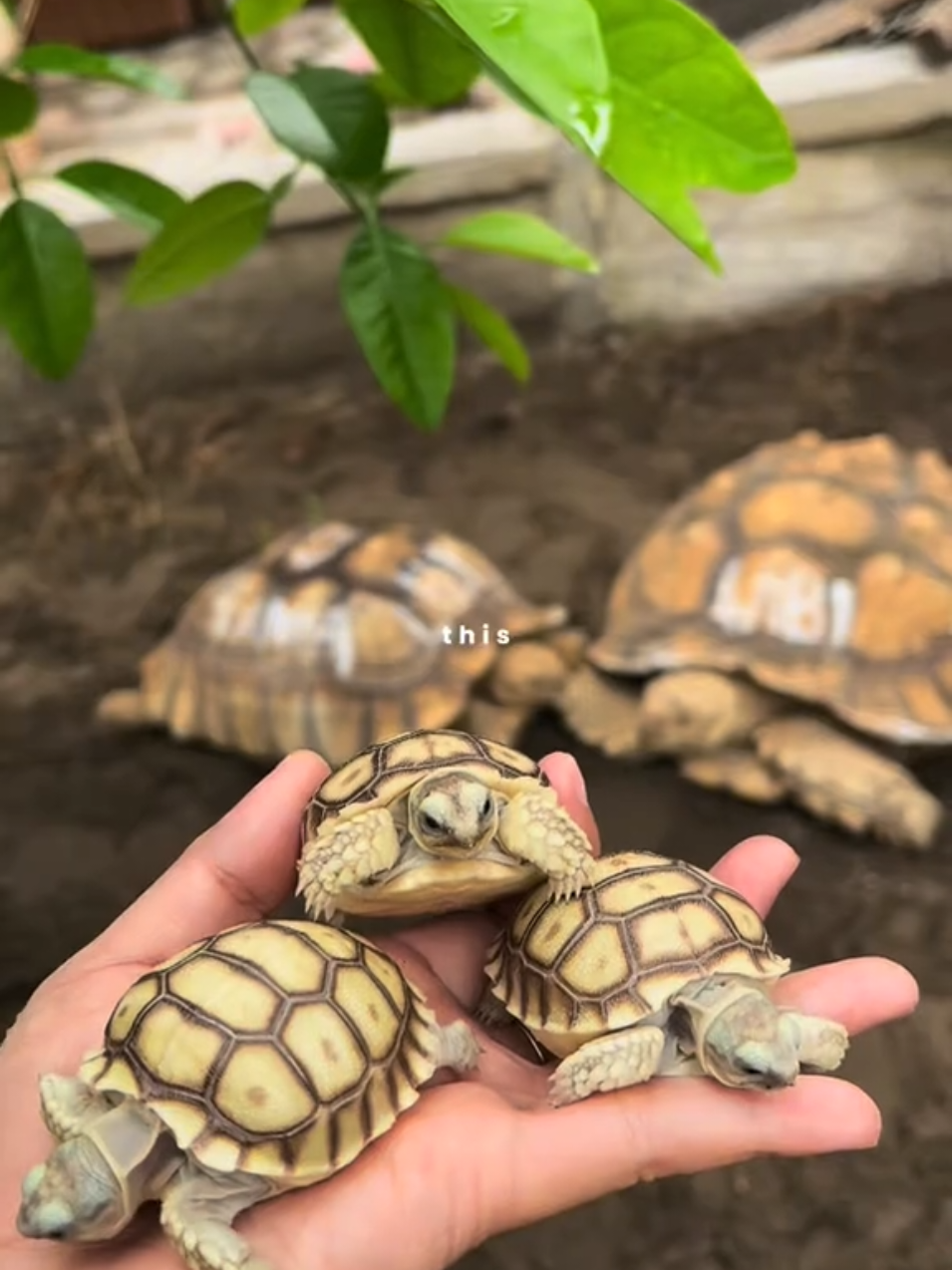 Mom VS Baby Sulcata ? #sulcata #tortoise #babysulcata  #kurakura #kebumen 