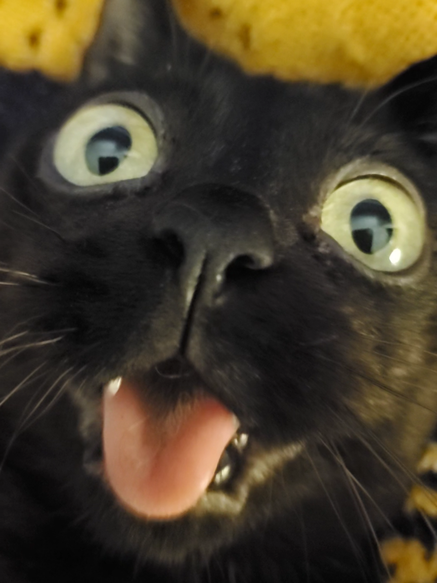 my favorite face 😍😆 #nothoughts #headempty #catsoftiktok #blackcat #specialneedscat #dwarfcat #skippitopepito #fy #fyp #foryou #catsoftiktok #blep 