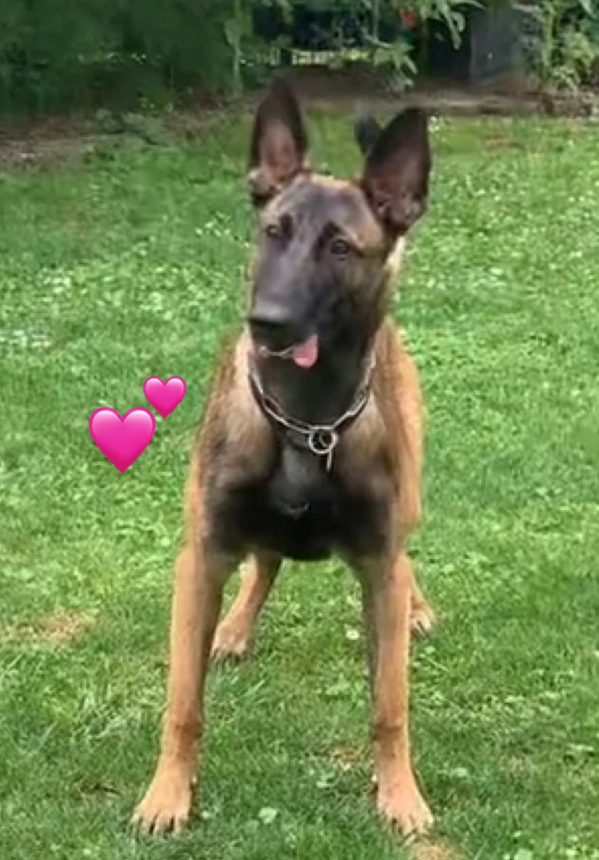 💗 Mr. Barnaby war bereits  mit einem Jahr ein Gigolo 💗😂😅🤣(Erinnerung) #dogs #labrador #malinois #mrbarnaby #cute  