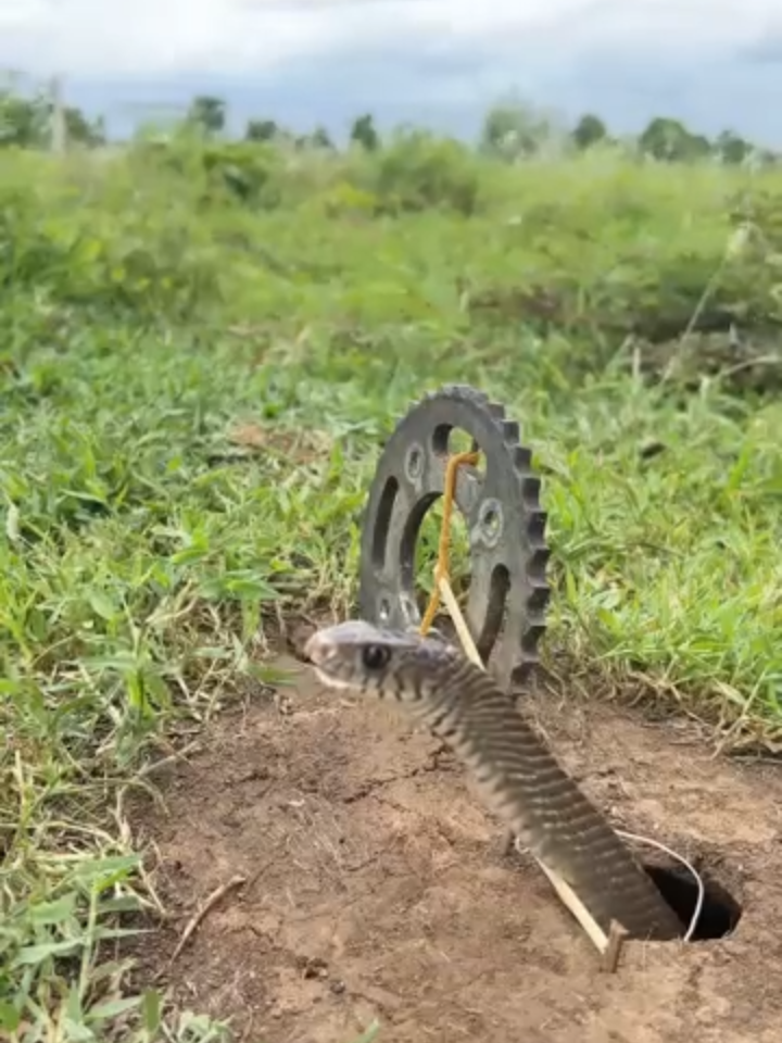 NEW Survival Skills_ SMART idea and USEFUL Snake trap 🪤#bushcraft #camping #outdoors #shortvideo