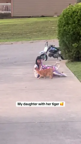 Hofferrrr 🗣️ #oliver#oyen#orangecatsoftiktok#catsoftiktok 
