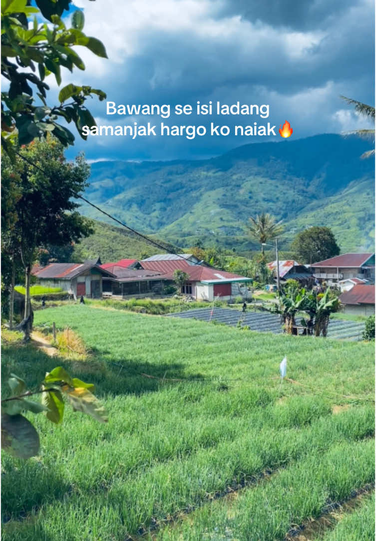 🧅🧅 #petaniindonesia🇮🇩🇮🇩🇮🇩🌿🌿 #bawangmerah #fyppppppppppppppppppppppp #sumbarrancak 