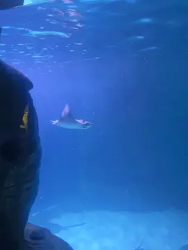 one of my favorite sea animals🩵🌊 #stingray #moana #aquarium #myrtlebeach #ripleysaquarium 