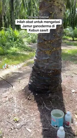 Aussie (produk perawatan tanaman kelapa sawit) dapat membantu mencegah dan mengobati serangan jamur Ganoderma pada tanaman sawit. Ganoderma adalah patogen tular tanah yang menyebabkan busuk pangkal batang dan akar, yang dapat menurunkan produktivitas dan bahkan membunuh tanaman. Aussie diklaim efektif dalam mengatasi jamur Ganoderma dan meningkatkan hasil panen kelapa sawit. 🏆Manfaat: ✅hari Mematikan spora ganoderma secara tuntas dalam 7 ✅Memunculkan akar baru dan membentuk sel baru ✅Menumbuhkan daun tombak baru ✅Memaksimalkan penyerapan nutrisi tanaman secara ✅instant dan cepat sehingga dapat mempercepat perkembangan akar ✅Menumbuhkan pertahanan alami secara organic dan memulihkan tanaman dari setres akibat biotic/abiotik ✅Mendorong tunas baru ✅Pembungaan dan buah yang bobot untuk menghasilkan panen yang paling optimal ✅HASIL TESTIMONI PENGUJIAN MANDIRI : ✅Peningkatan produksi buah hingga 50% dari sebelumnya ✅Sawit jantan bisa berbuah ✅Sawit cabutan/sawit abal bisa maksimal buahnya dari sebelumnya ✅Penggunaan Aussie menghilangkan masa trek sawit (berbuah sepanjang tahun) ✅Pengobatan Busuk pucuk ✅Pengobatan curvularia /bercak daun Temukan di toko2 pertanian tedekat atau hubungi distributor Aussie Riau 📱IG: @aussie.riau 📞WA: 0852-5037-3449
