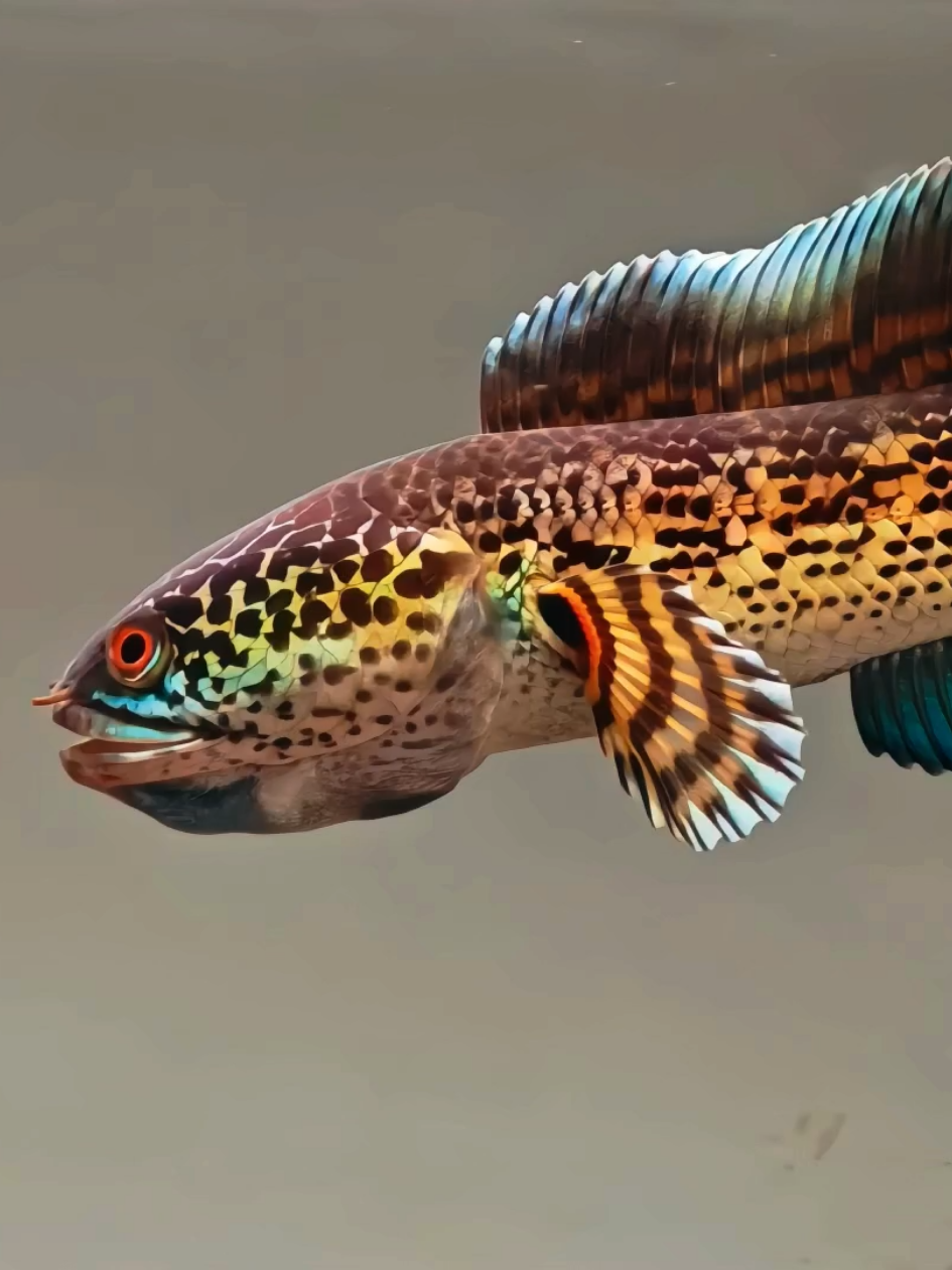 Kalau aurantimu flering tipis-tipis gini, biasanya lanjut heboh apa diem aja? 🤨 #channa #snakehead #fishtank #aquarium #ikanhias #hoby #aquascape #predatorfish #ikanpredator #aurantimaculata 
