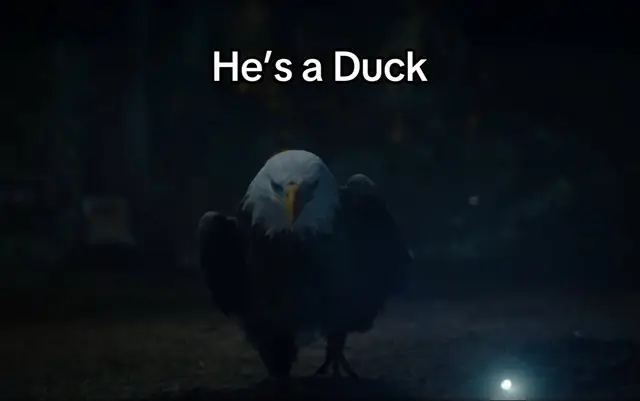 Elite Level Humor for an Elite Level Bird 