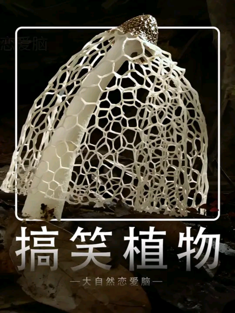 搞笑植物