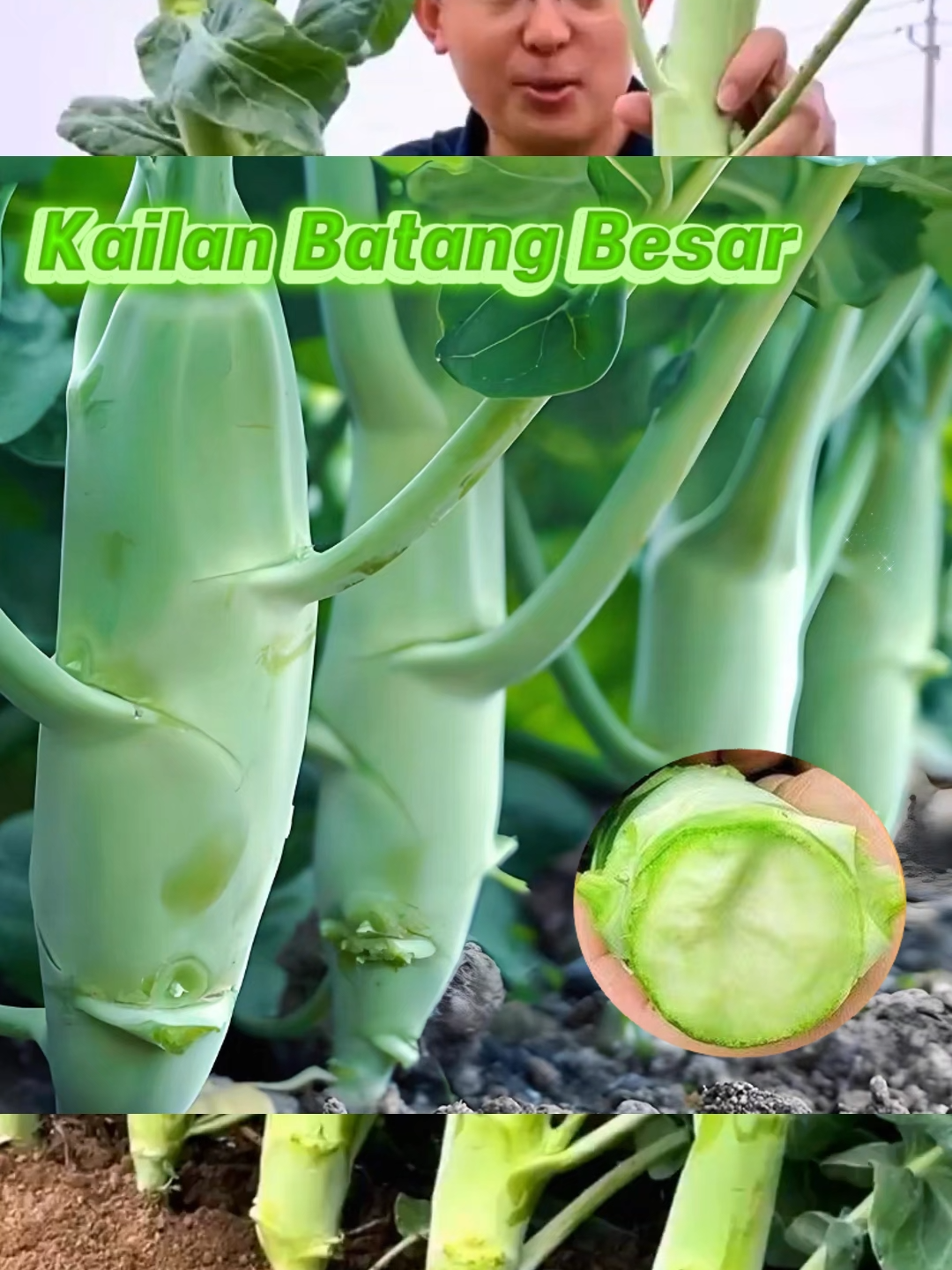 Kailan Batang Ayam ni lagi rangup dan manis daripada kailan biasa, seisi keluarga confirm suka!  #SayurKailan #TanamSendiri