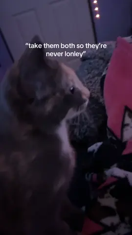 dumbssa cars (i meant lonely💔) #catsoftiktok #kittensoftiktok #catlover #fypシ #fypシ゚viral 