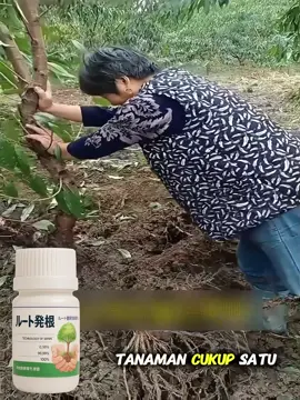 Bubuk Nutrisi Hayati Jepang- Pupuk Organik Untuk Akar Kuat, Daun Lebat & Buah Melimpah ! #PupukOrganik #PerangsangAkar #PertanianBerkelanjutan #NutrisiTanaman #PanenMelimpah #PertanianSehat