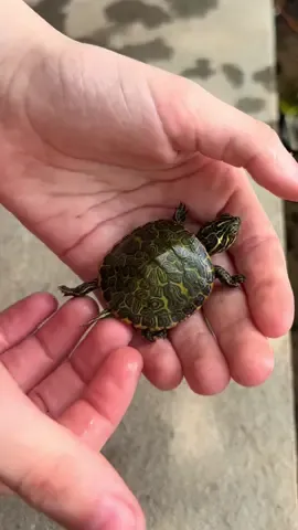 🐢💕#aquaticturtle #sealife #nuksaan #muhabbat 