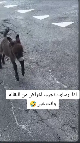 🤣🤣🤣🤣🤣