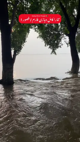 Satluj River | Kasur Punjab | ❤️‍🩹🥹 #foryoupage #punjab #satluj_river #تتاراکامل #flood 