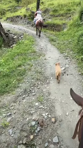 通往放牧区的道路必须经过植被茂密的陡峭山坡，并远离居民区，以确保卫生和安全。#Min #min_vlog #guizhaugirl #mountaingirl #vlogrurallife 