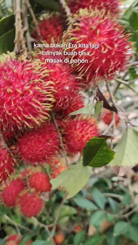 dulu jangankan merah masih warna kuning udah kita maling 😂 alumni 80, 90an, sini merapat #nostalgia #nostalgia90an #bolang #buahsegar #rambutan 