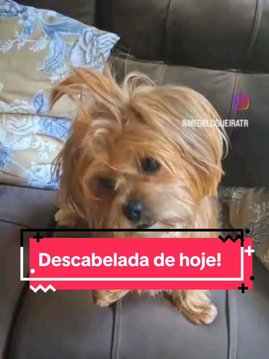 Minha humana tentou me deixar toda arrumadinha hoje cedo. Mas eu disse: não tô nem aí pra escova! Hoje eu tô no estilo acordei assim… bagunçada e feliz! 😂😂😂😂 #lookdodiafail #bagunçada #petsincera #NãoToPraPente #reelsvideo 
