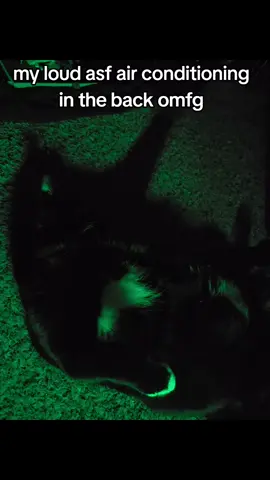 I'm slowly regaining strength from my surgery #fyp #tuxedocatsoftiktok #cats 