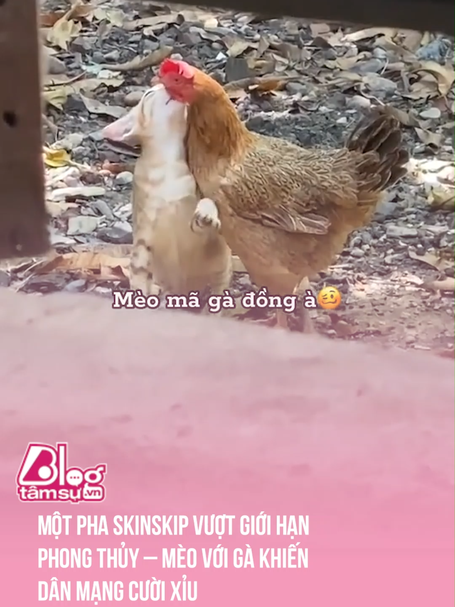 Mèo m:ả gà đồng 🥲 #btsmedia #blogtamsu #discovery #khampha #video #viral #videoviral #trending #xuhuong #clips #facts #fact #khoanhkhac #explore #explorer #exploration #giaitri #animal #animals #animalsoftiktok #cat #chicken #tamlinh #thattich
