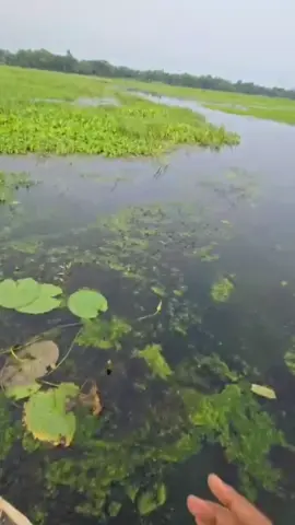 রাকিবের বুকে গ্যাসটিকের ব্যথ্যা হউক🤣@🐸আজাইরা Blog🐸 @For You @TikTok @TikTok Bangladesh 