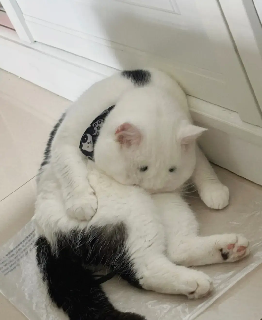 #page #foryou #padahariini #xyzbca #cat 