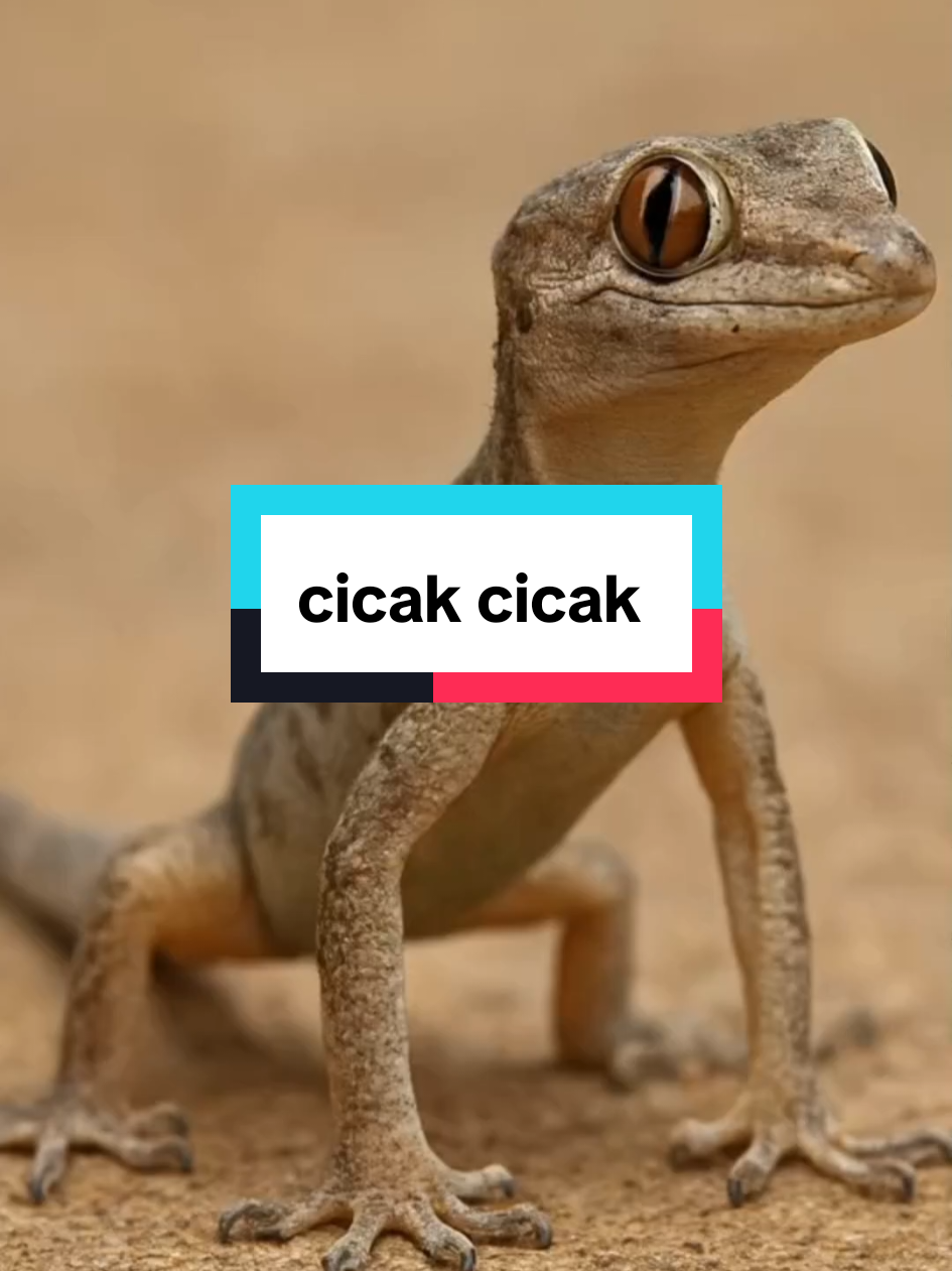 cek cek cek bunyi cicak #cicak #fyp 