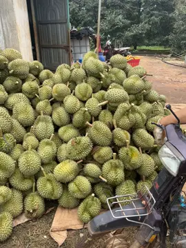 #47daklak #sauriengdaklak #durian #xhhhhhhhhhhhhhhhhhhhhhhh #saurieng 