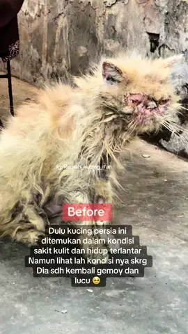 Bismillah  Ini adalah kisah kucing persia yg berhasil sembuh dari penyakit kulit yg di alami nya  Awal nya kami menemukan melko dalam kondisi yg sangat menyedihkan dia terlantar dgn kondisi sakit kulit  Alhamdulillah setelah mendapatkan pengobatan dan juga perawatan kini melko sdh kembali menjadi kucing cantik dan gemoy Masyaallah  Mhon doa nya utk melko ya semoga dia selalu diberikan kesehatan, kebahagiaan dan umur yg panjang Aamiin 