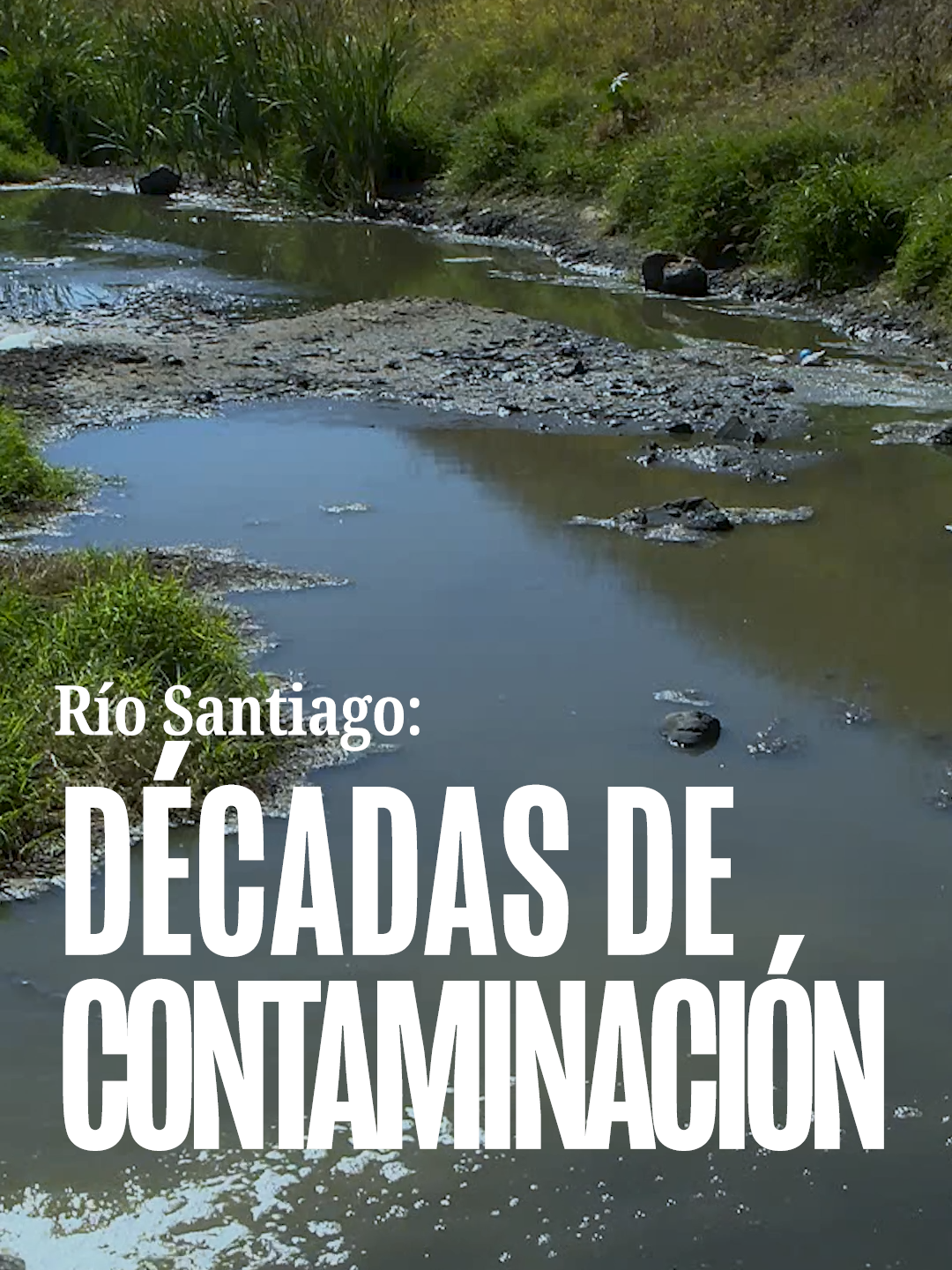 Los ríos Lerma y Santiago se encuentran entre los más contaminados del País. Las descargas irregulares y la contaminación se encuentran desde Almoloya del Río en el Estado de México donde nace el río Lerma, persiste en el lago de Chapala, en Jalisco y hasta la desembocadura del Río Santiago en Nayarit, en el océano Pacífico. En toda la cuenca hay personas con enfermedades distintas asociadas a la presencia de químicos, materia orgánica y metales pesados. #ríoLerma #ríoSantiago #contaminación #enfermedades