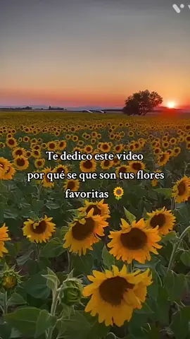 Este video lo hice para las personitas que aman los girasoles 🌻🥰#flowers #girasoles #girasoles🌻 