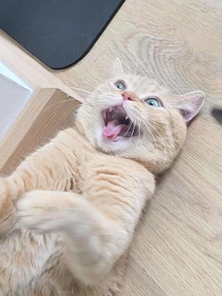 ชอบจริงๆมาอยู่ใกล้ๆให้แกล้ง 🤣 #แมวพูดมาก #แมวส้มตัวตึง #แมวส้มตัวอ้วนๆ #พีพีแมวส้ม 