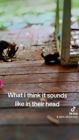 Wouldn't it be cool to read your fur baby's mind. #fyp #foryou #thoughts #animals 