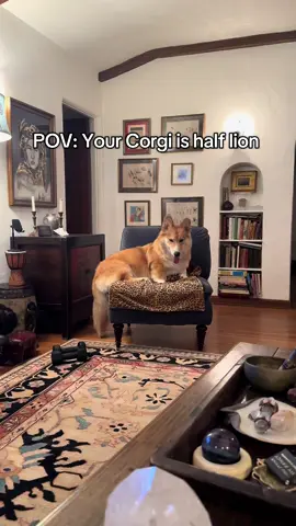 He’s a big lion corgi boi #corgi #lion #dog #dogsoftiktok #puppy 