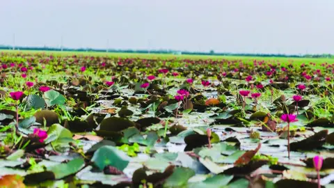 বিজয়নগর সতরপুর শেখবাড়ি লাল শাপলা বিল❤️🪷#বিজয়নগর 
