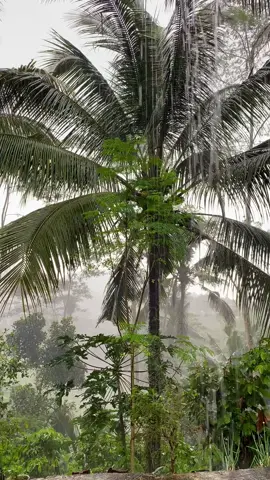 Kondisi cuaca Trenggalek bagian gunung saat ini 🥶🌧️ 