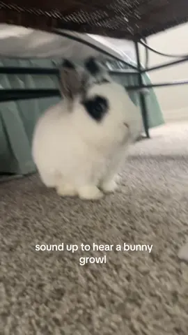his stance afterwards acting like he didn’t do anything ??? #bunnytok #bunny #rabbitsoftiktok #bunnies #rabbits 