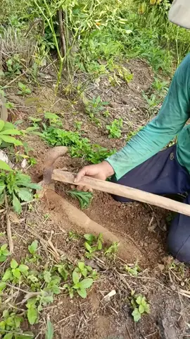 panen ubi kayu#singkongdankeju 