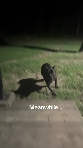 Zoomies 💨 #fyp #foryoupage #zoomies #dogsoftiktok  #pitbullsoftiktok 