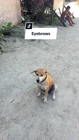 #eyebrows 