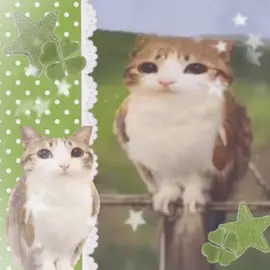 MEOWLL?? #meowl #cat #moodboard #fyp #xyzbca 