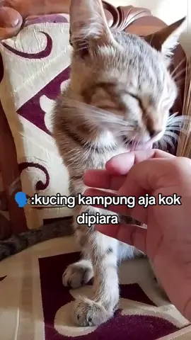 reel pecinta anabul gak mandang jenis kucing, mau kucing ras apa kucing kampung#kucingpeliharaan #catsoftiktok #kucingkampung #anabul #kucing 