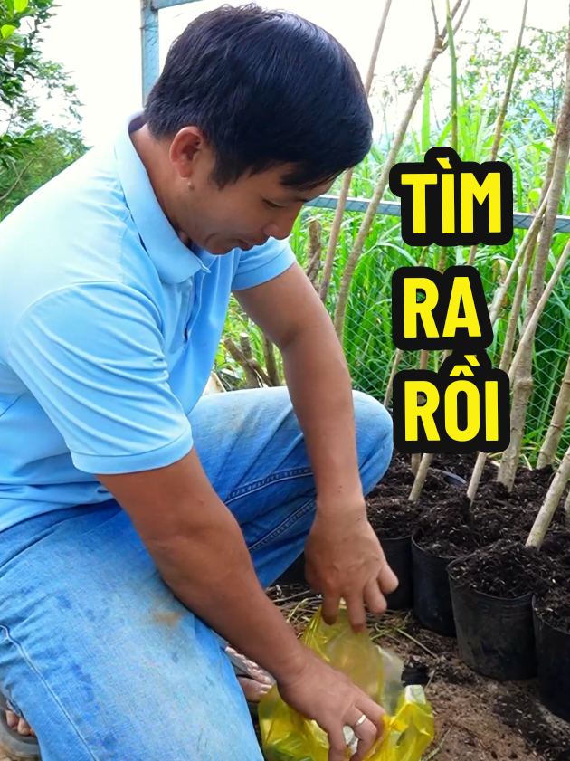 đã tìm ra loại hỗ trợ kích rễ mà bấy lâu nay bị giấu kín. #binhdiennang2 #chiasekinhnghiem #kichre #caycanh #trongcay 