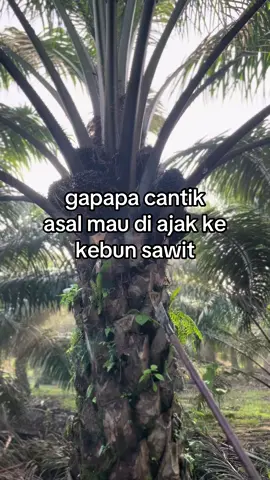 kutip berondol #sawit #sawitindonesia #petanisawit #storysawit #fyp 