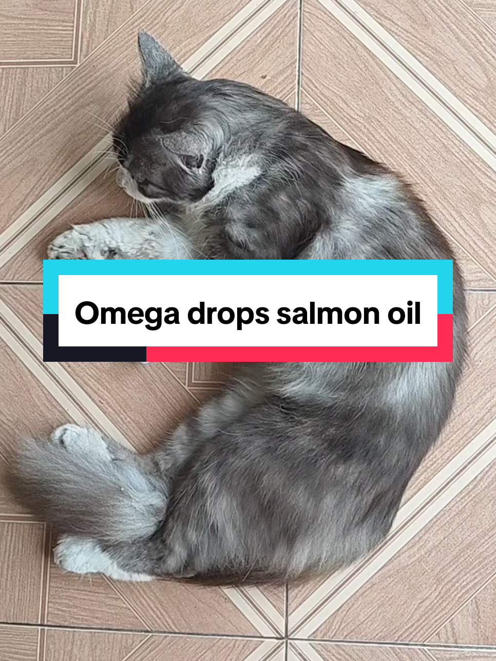 Kucing jamuran, bulu kusam kasih aja omega drops dewarangga merupakan salmon oil yang efektif mengatasi jamuran, menjaga kesehatan bulu dan kulit anabul #kucingjamuran #salmonoil #fishoil #omegadrops #dewarangga 
