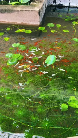 🐠Lâu rồi không cho hồ cá tạp lên sóng🐬!!! #cá #hồca #thuỷsinh #mollyfish #molly #travel #capcut #xuhuongtiktok #xuhuong #guppyfish #guppy #tiktokviral #trendingtiktok #trending 