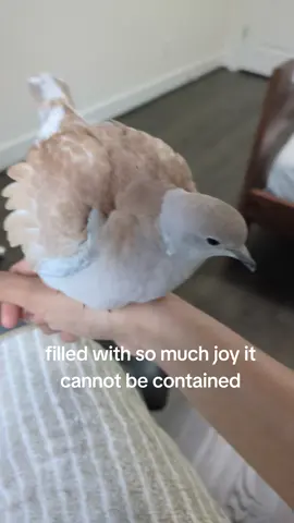 insane happiness levels #happy #silly #fyp #doves #birds