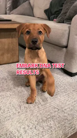 🐶✔️The results are in… and shocking! @Embark Vet #embark #dna #dogdnatest #fyp #mutt #dog #fypシ 
