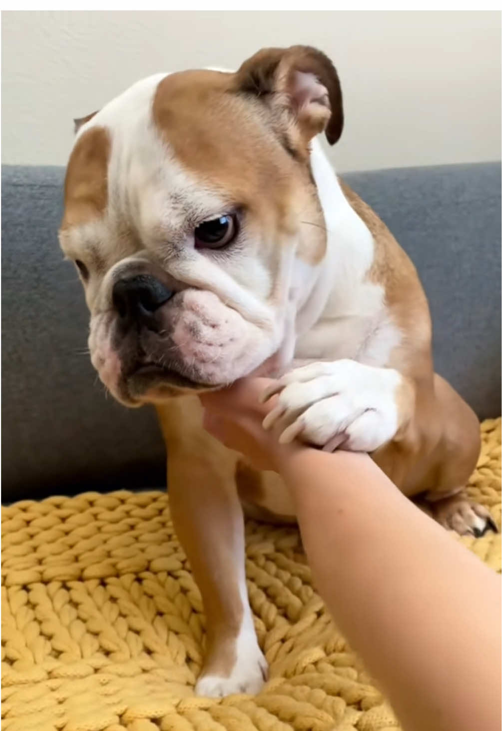 💅🏻 #demure #dogtok #dogsoftiktok #bulldog #bulldogsoftiktok #englishbulldog #bulldogs #dogs #onthisday 
