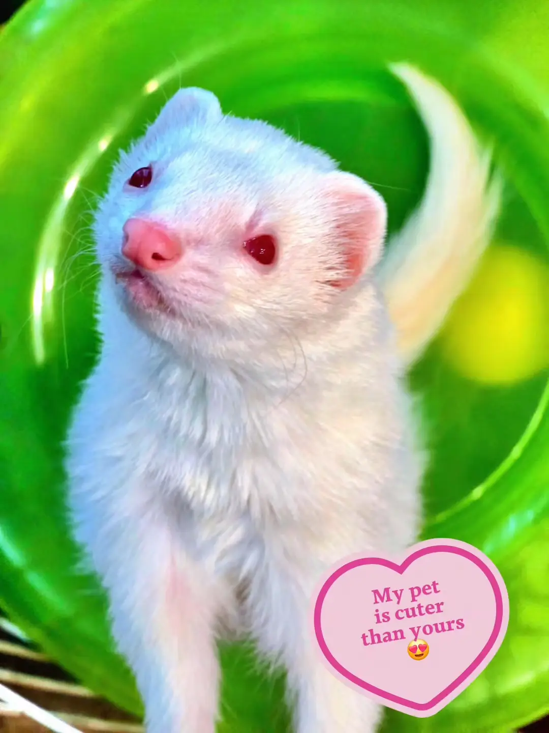 #ferret #ferretsoftiktok #albino #pet #cute 